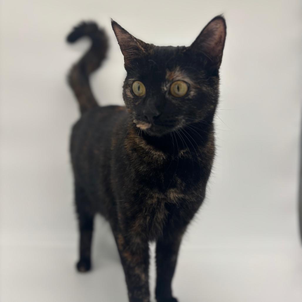 Enlarge Scribbles, a Adoptable Domestic Short Hair in Plainfield, IL image 2/6