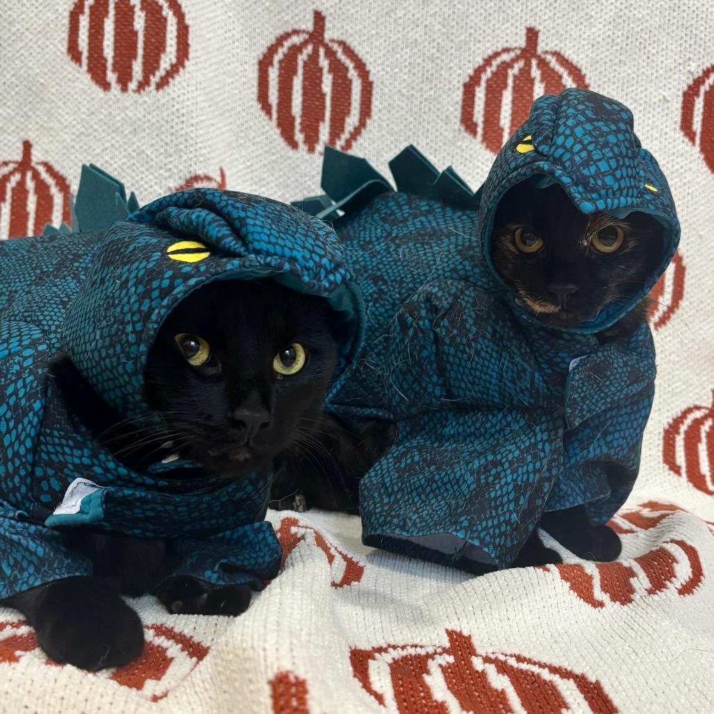 Enlarge Scribbles, a Adoptable Domestic Short Hair in Plainfield, IL image 3/6