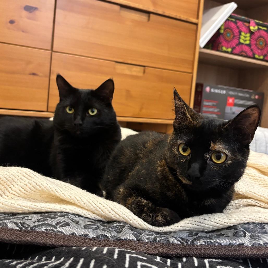 Enlarge Scribbles, a Adoptable Domestic Short Hair in Plainfield, IL image 5/6