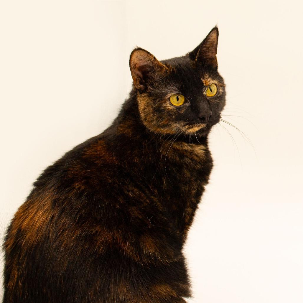 Enlarge Scribbles, a Adoptable Domestic Short Hair in Plainfield, IL image 6/6