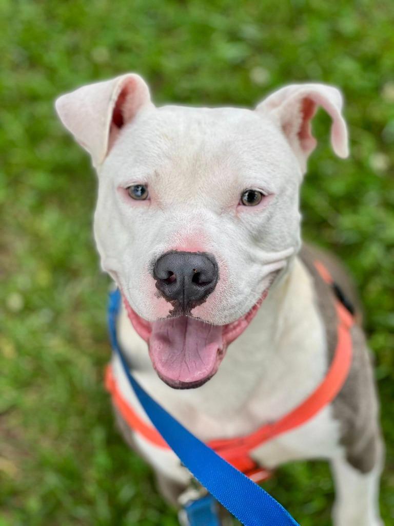 Mr. Worldwide, Adoptable, Adult Male Mixed Breed & Terrier.