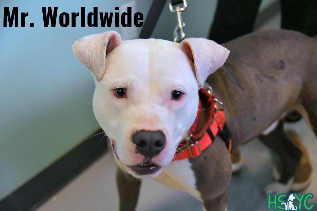 Enlarge Mr. Worldwide, a Adoptable mixed breed in Fort Mill, SC image 2/5