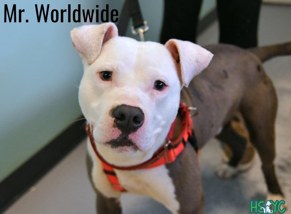 Enlarge Mr. Worldwide, a Adoptable mixed breed in Fort Mill, SC image 3/5