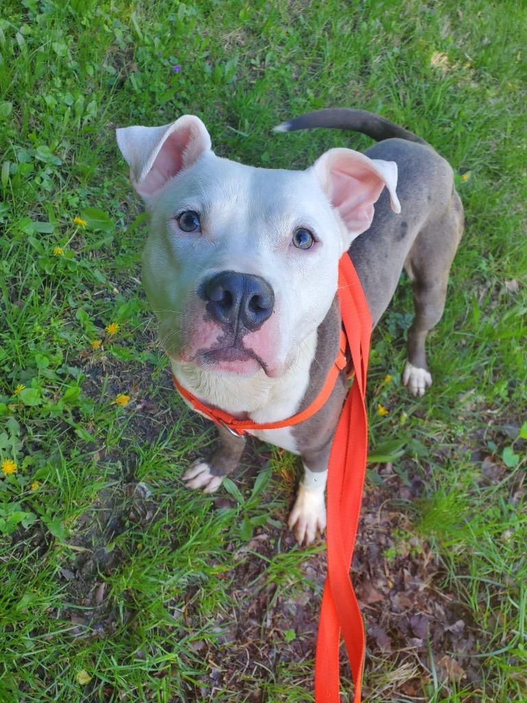 Enlarge Mr. Worldwide, a Adoptable mixed breed in Fort Mill, SC image 4/5