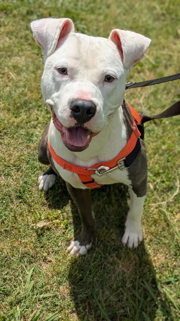 Enlarge Mr. Worldwide, a Adoptable mixed breed in Fort Mill, SC image 5/5