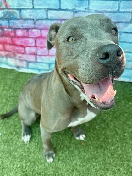 Enlarge Owie, a Adoptable Mixed Breed in Port Saint Joe, FL image 1/3