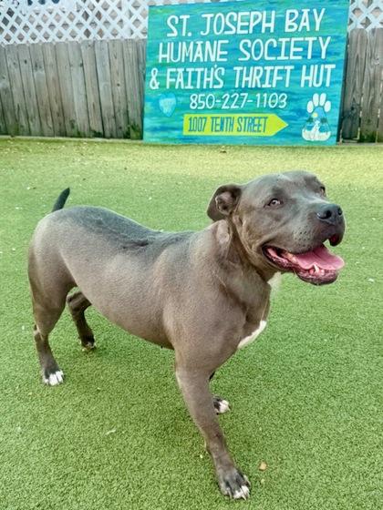 Owie, a Adoptable Mixed Breed in Port Saint Joe, FL image 1/3