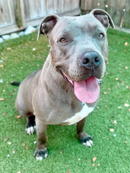 Owie, a Adoptable Mixed Breed in Port Saint Joe, FL image 2/3