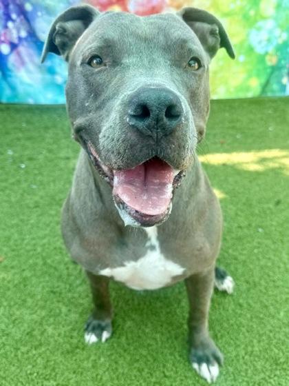 Enlarge Owie, a Adoptable Mixed Breed in Port Saint Joe, FL image 2/3