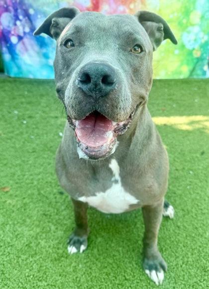 Enlarge Owie, a Adoptable Mixed Breed in Port Saint Joe, FL image 3/3