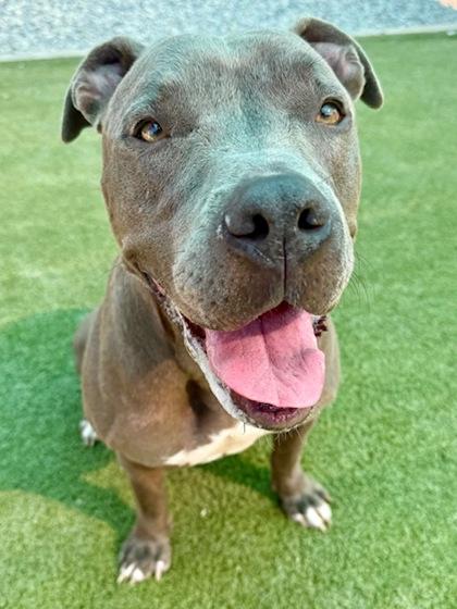 Enlarge Owie, a Adoptable Mixed Breed in Port Saint Joe, FL image 2/3