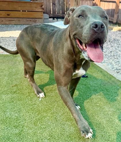 Enlarge Owie, a Adoptable Mixed Breed in Port Saint Joe, FL image 3/3