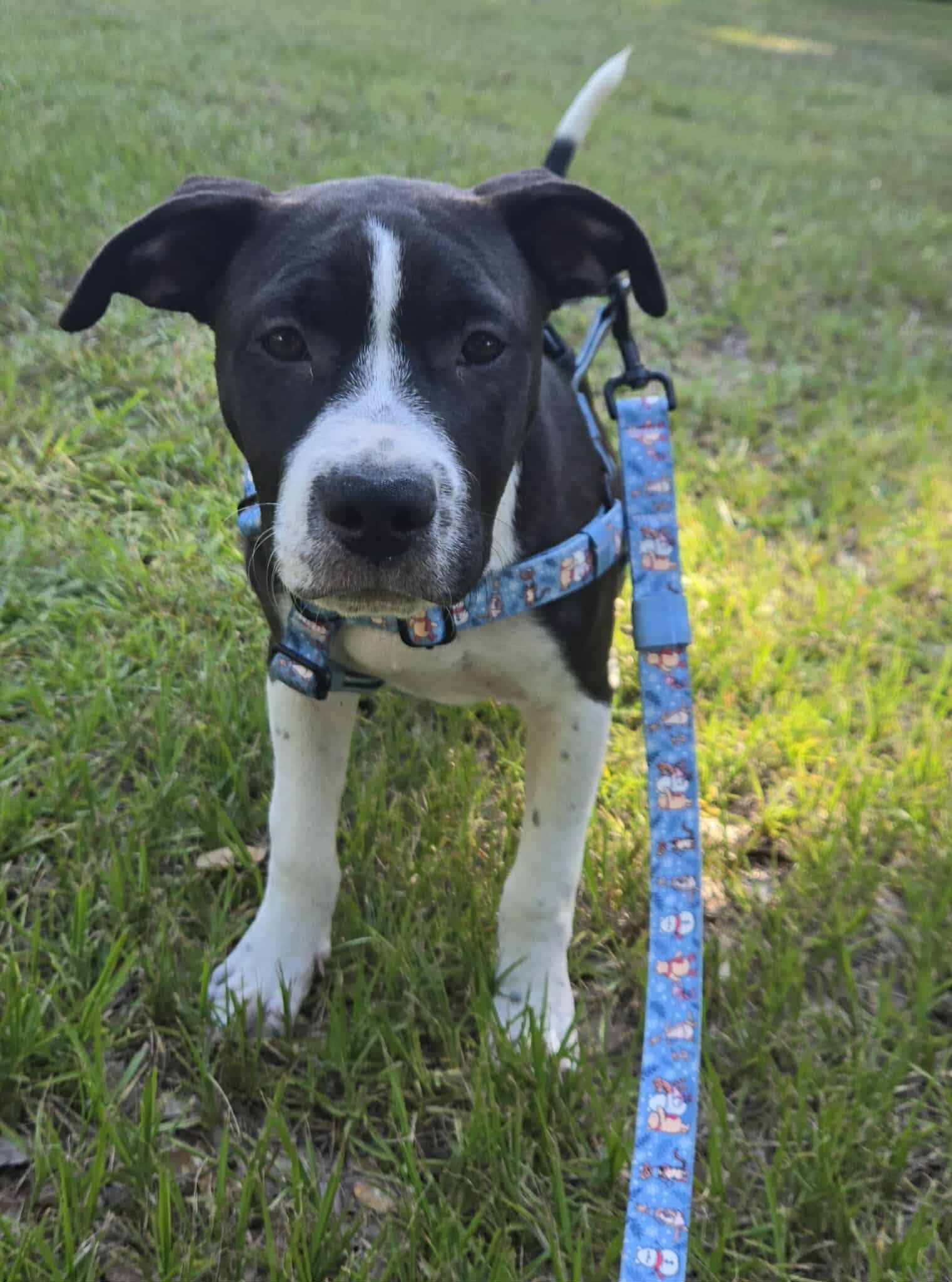 Jax