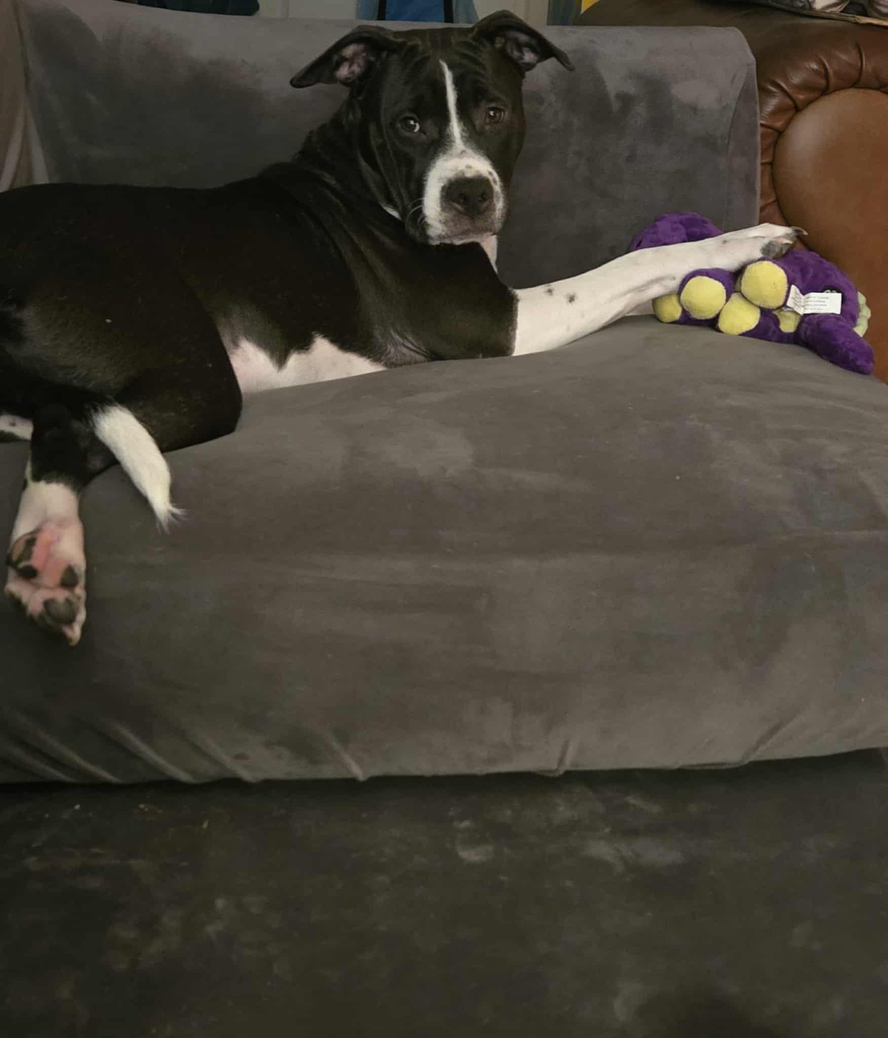 Jax, a Adoptable mixed breed in Mobile, AL image 1/2