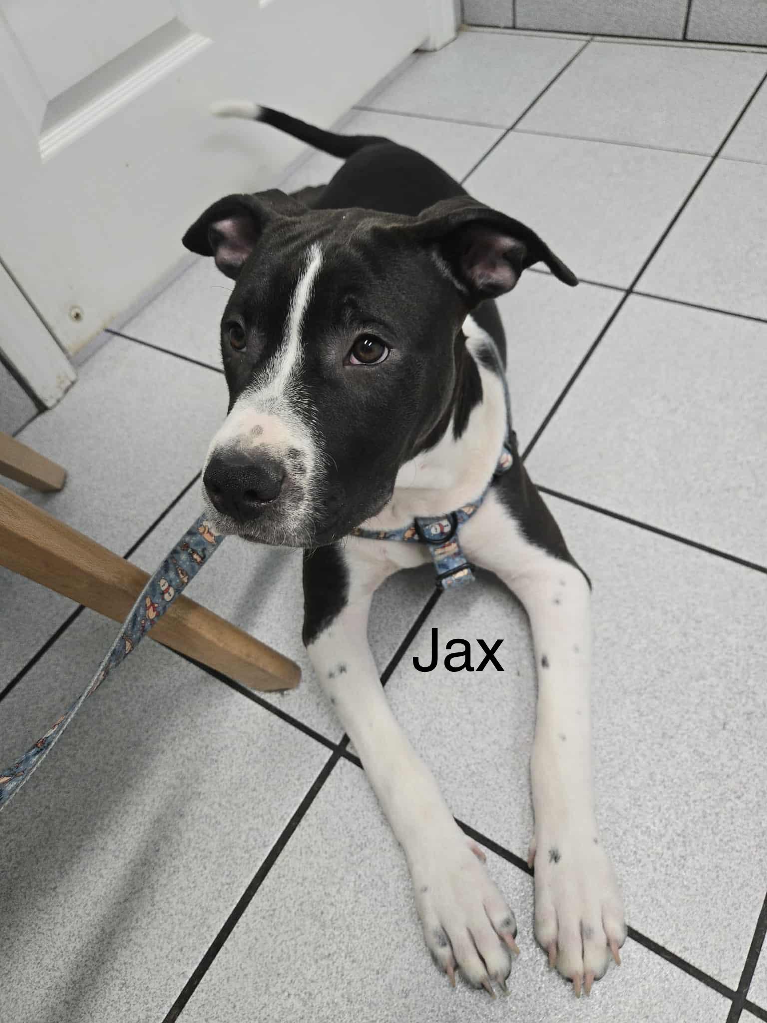 Jax, a Adoptable mixed breed in Mobile, AL image 2/2