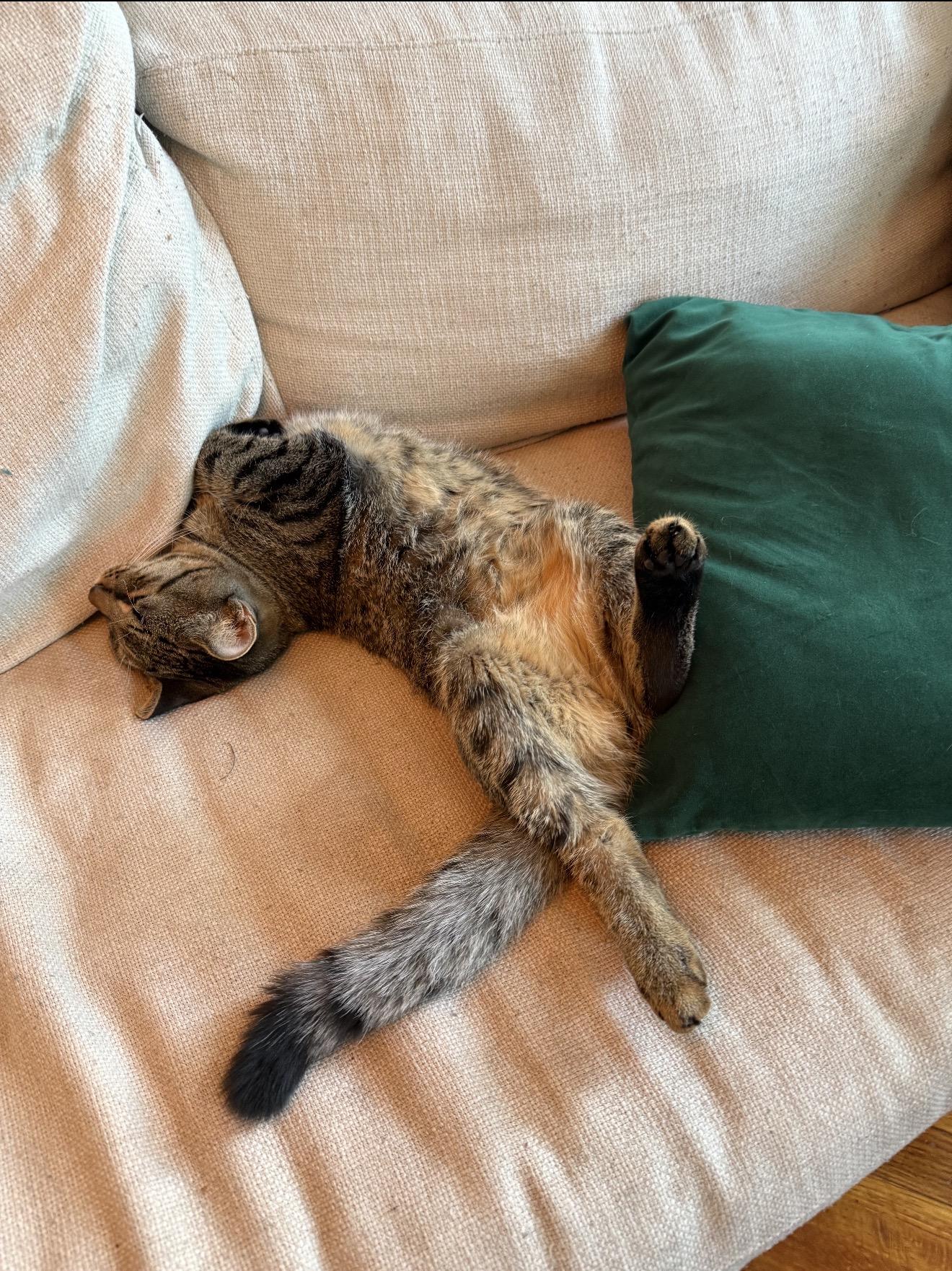 Jonathan + Drew, Adoptable, Young Male Domestic Short Hair.