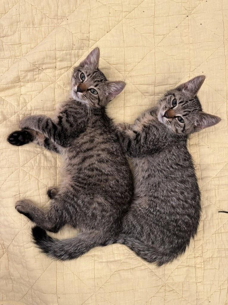 Enlarge Jonathan + Drew, a Adoptable Domestic Short Hair in brooklyn, NY image 2/4