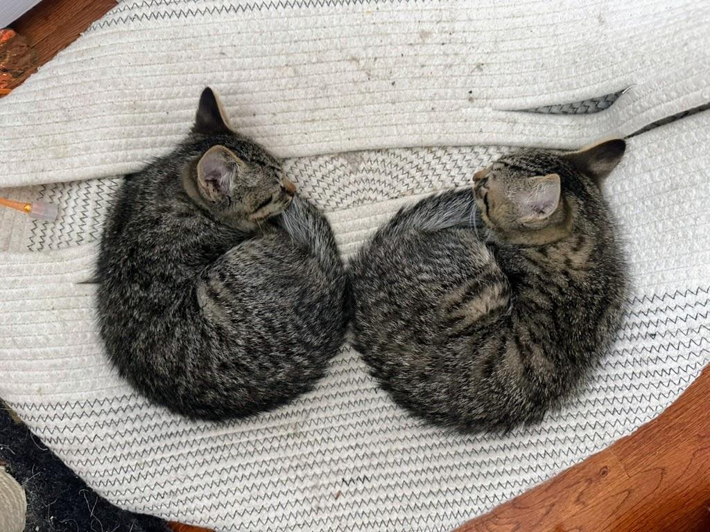 Enlarge Jonathan + Drew, a Adoptable Domestic Short Hair in brooklyn, NY image 3/4