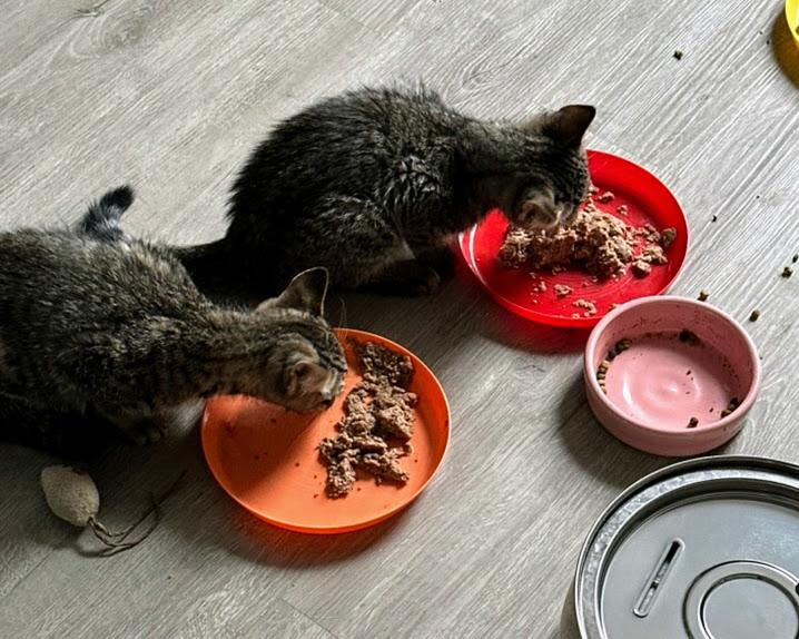 Enlarge Jonathan + Drew, a Adoptable Domestic Short Hair in brooklyn, NY image 4/4