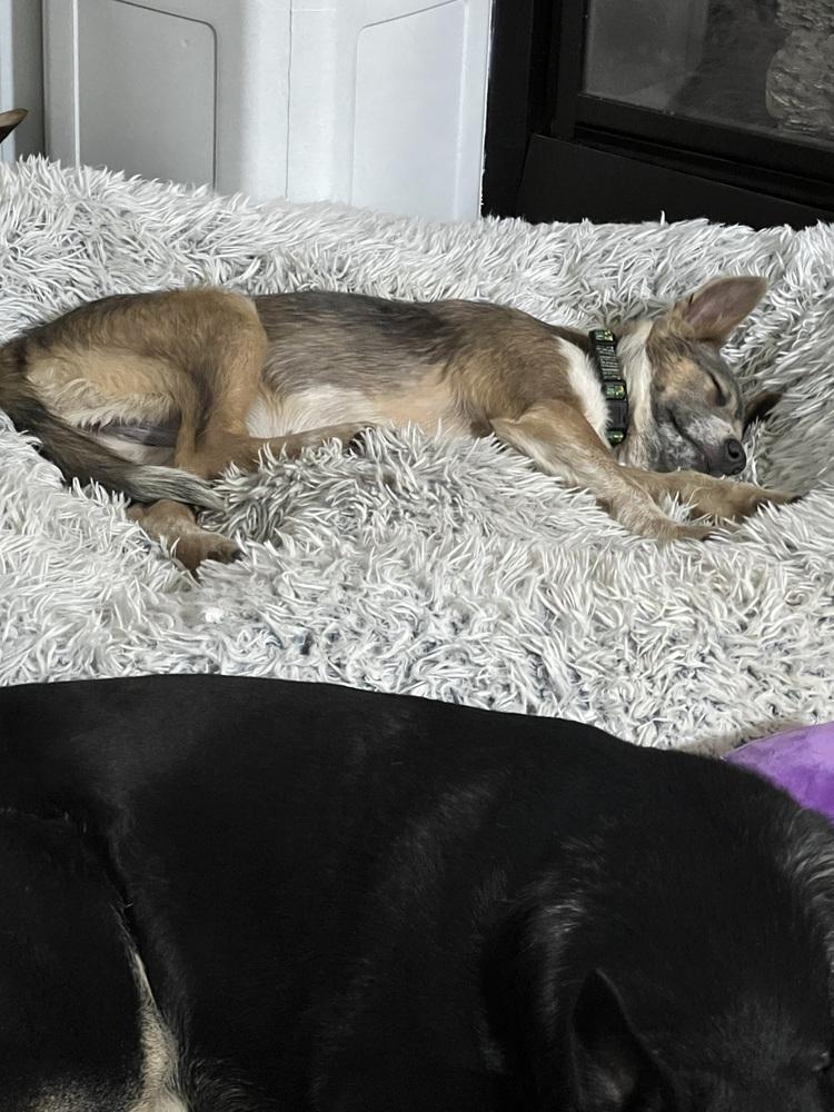 Enlarge Audrey Griswold from Wortham, a Adoptable mixed breed in Denver, CO image 1/6