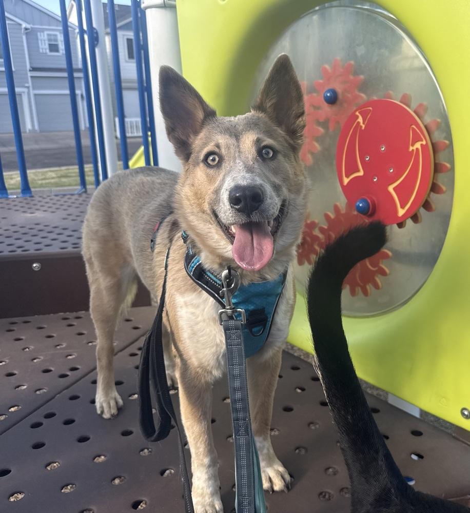 Audrey Griswold of Wortham, a Adoptable mixed breed in Denver, CO image 1/4