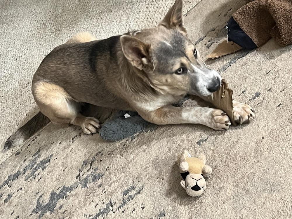 Enlarge Audrey Griswold of Wortham, a Adoptable mixed breed in Denver, CO image 1/6