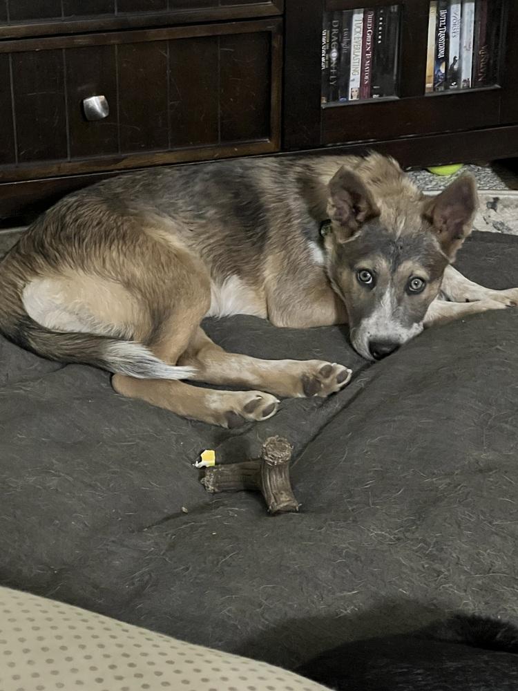 Enlarge Audrey Griswold from Wortham, a Adoptable mixed breed in Denver, CO image 2/6