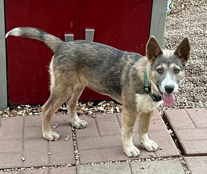 Enlarge Audrey Griswold from Wortham, a Adoptable mixed breed in Denver, CO image 3/6