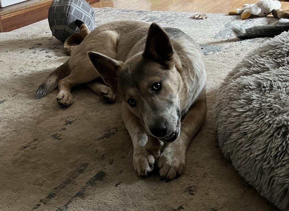 Enlarge Audrey Griswold of Wortham, a Adoptable mixed breed in Denver, CO image 2/6