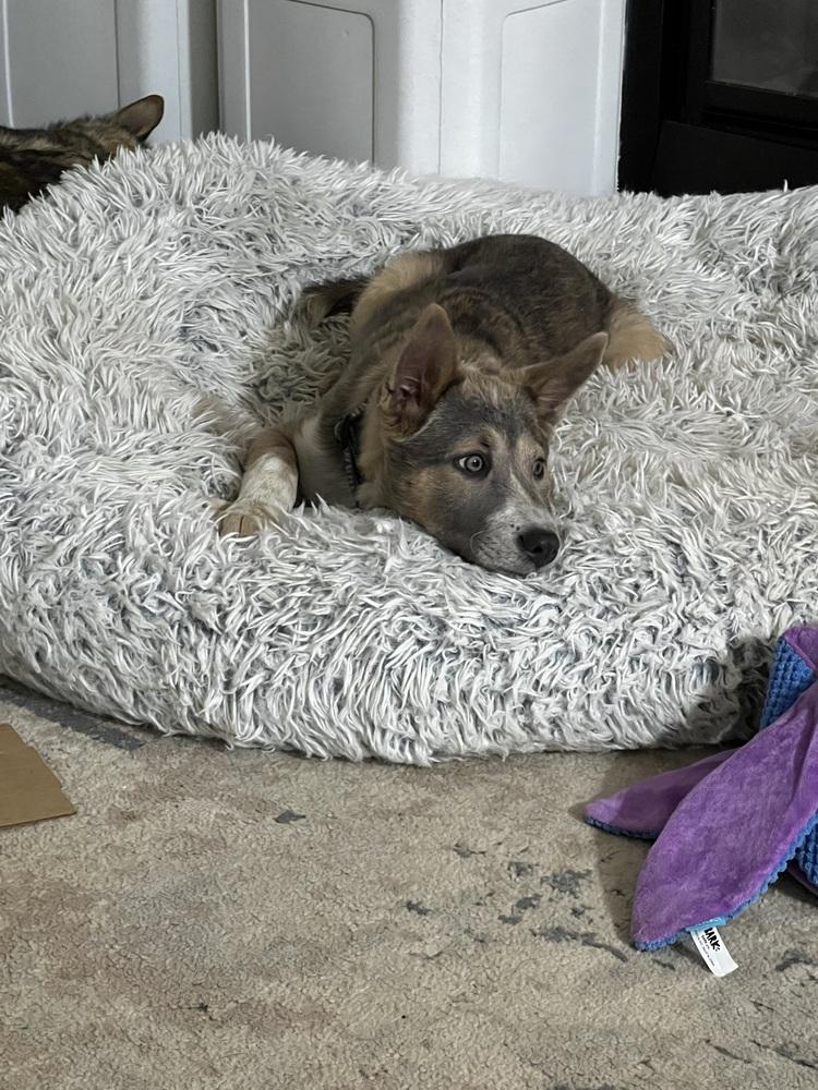 Enlarge Audrey Griswold from Wortham, a Adoptable mixed breed in Denver, CO image 4/6