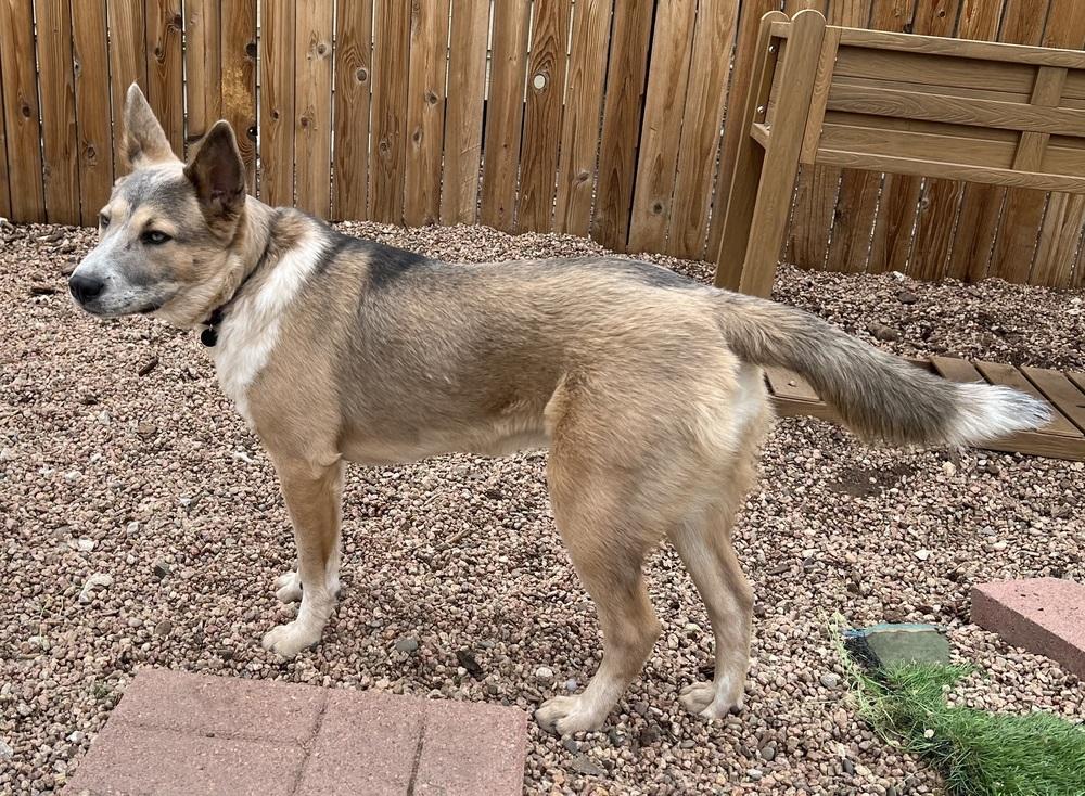 Enlarge Audrey Griswold of Wortham, a Adoptable mixed breed in Denver, CO image 3/6