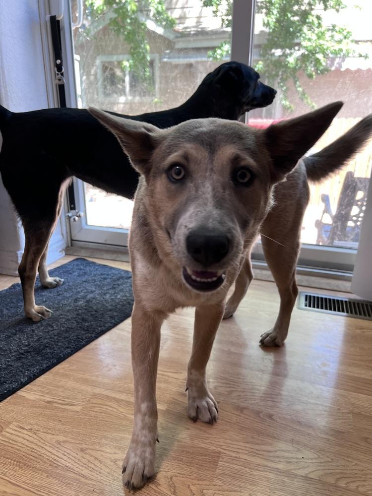 Audrey Griswold of Wortham, a Adoptable mixed breed in Denver, CO image 3/4
