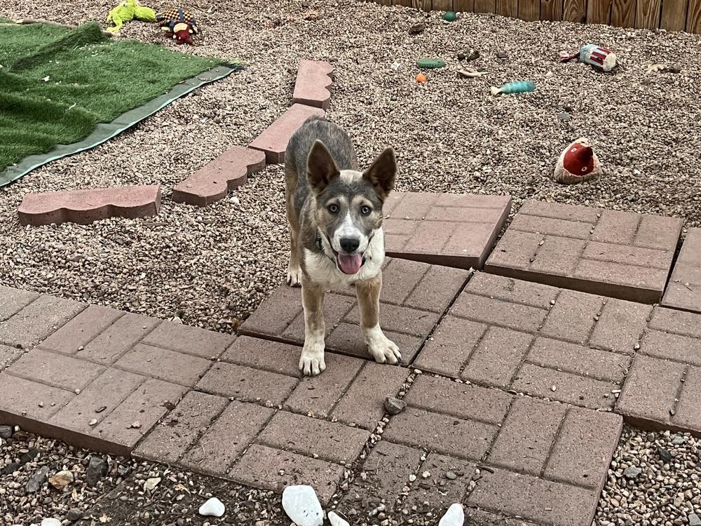 Enlarge Audrey Griswold from Wortham, a Adoptable mixed breed in Denver, CO image 5/6