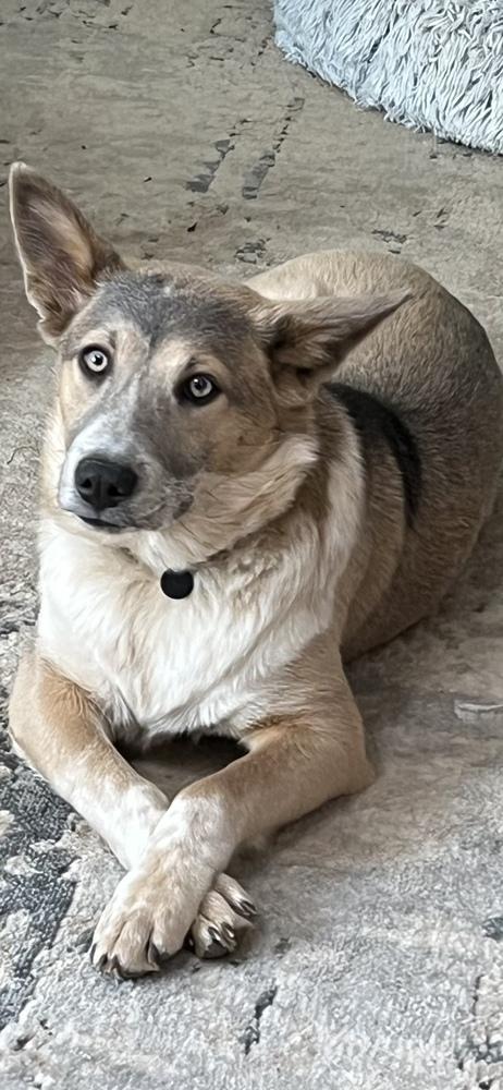 Enlarge Audrey Griswold of Wortham, a Adoptable mixed breed in Denver, CO image 4/6