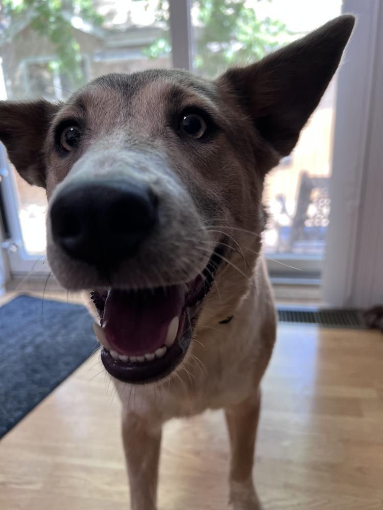Audrey Griswold of Wortham, a Adoptable mixed breed in Denver, CO image 4/4