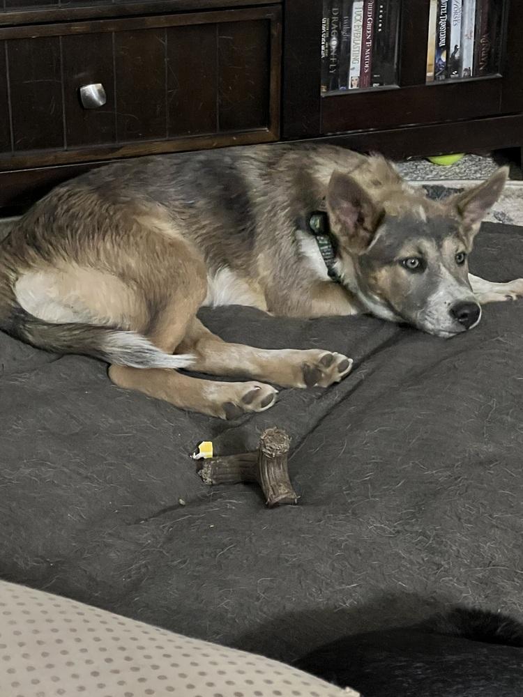 Enlarge Audrey Griswold from Wortham, a Adoptable mixed breed in Denver, CO image 6/6