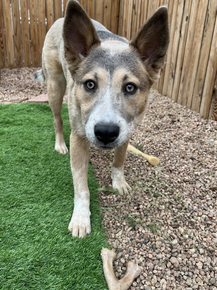 Enlarge Audrey Griswold of Wortham, a Adoptable mixed breed in Denver, CO image 5/6