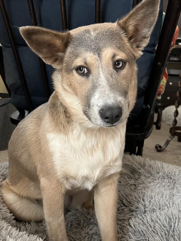 Enlarge Audrey Griswold of Wortham, a Adoptable mixed breed in Denver, CO image 6/6