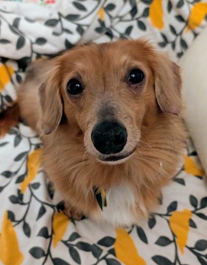 Enlarge Gunner, a Adoptable Dachshund in Malvern, PA image 2/3