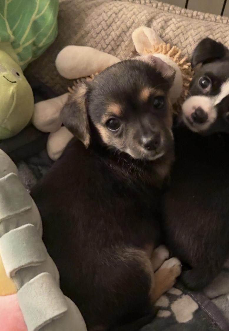 Winnie, adopted, Puppy Female Terrier.