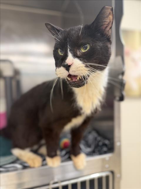 JUNIOR, a Adoptable Domestic Short Hair in Hagerstown, MD image 2/2