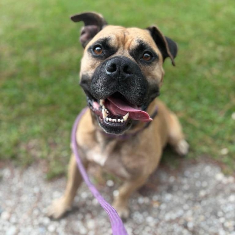 Enlarge Hurricane, a Adoptable Mixed Breed in Myrtle Beach, SC image 2/4