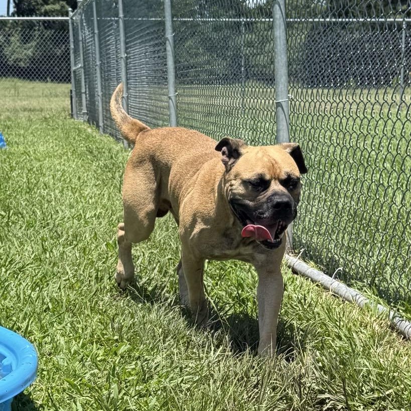 Enlarge Hurricane, a Adoptable Mixed Breed in Myrtle Beach, SC image 3/4