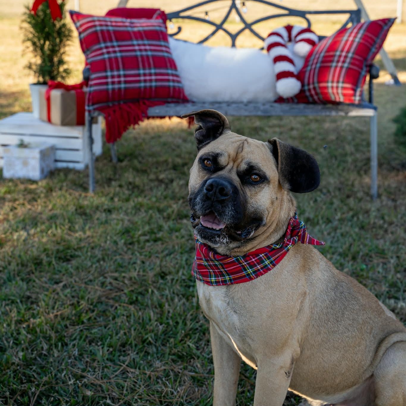 Enlarge Hurricane, a Adoptable Mixed Breed in Myrtle Beach, SC image 1/4