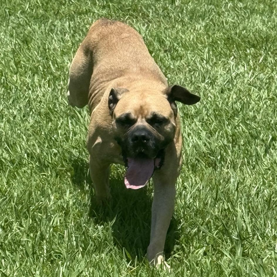 Enlarge Hurricane, a Adoptable Mixed Breed in Myrtle Beach, SC image 4/4