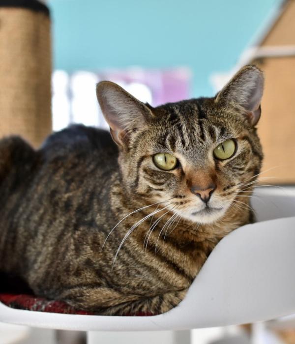 Roxie, Adoptable, Adult Female Domestic Short Hair.