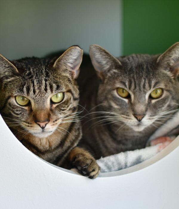 Roxie, Adoptable, Adult Female Domestic Short Hair.