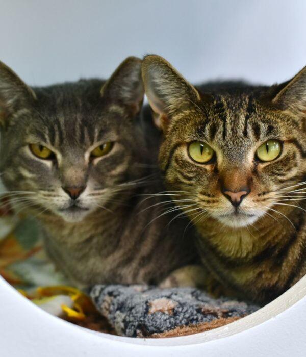 Enlarge Roxie, a Adoptable Domestic Short Hair in Marietta, GA image 2/6