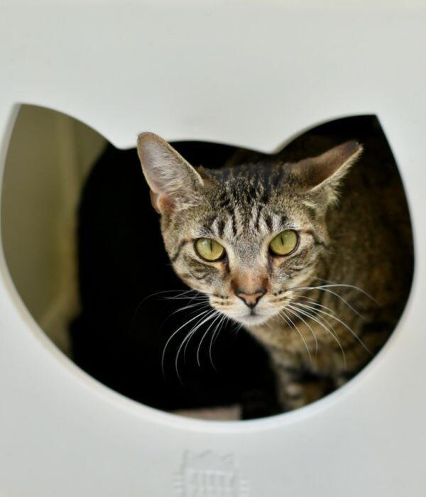 Enlarge Roxie, a Adoptable Domestic Short Hair in Marietta, GA image 3/6