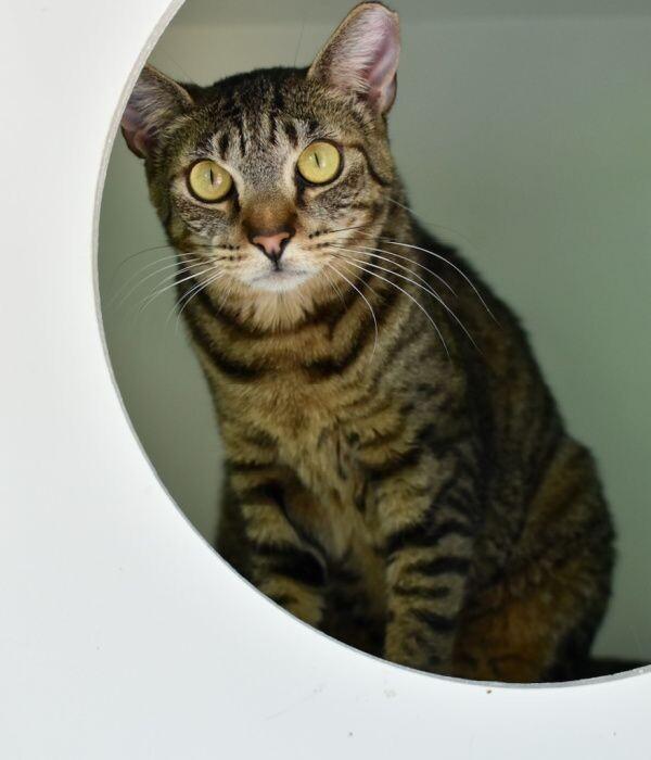 Enlarge Roxie, a Adoptable Domestic Short Hair in Marietta, GA image 4/6